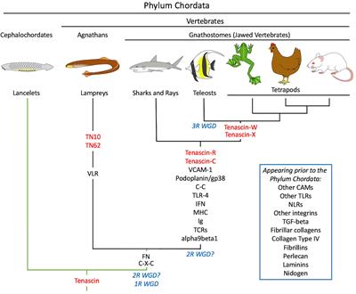 Did <mark class="highlighted">Tenascin-C</mark> Co-Evolve With the General Immune System of Vertebrates?